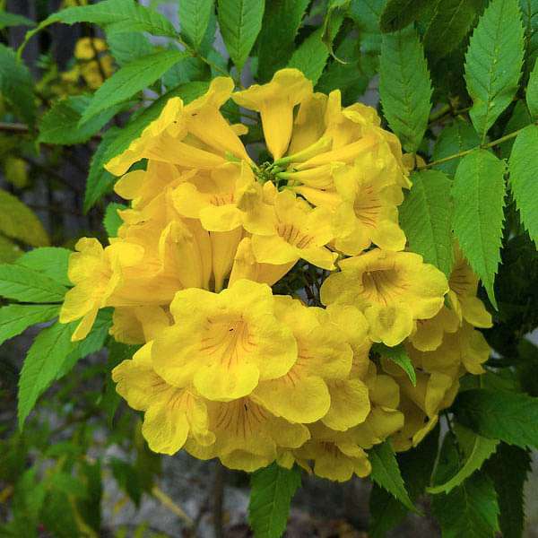Tecoma Stans, Yellow Trumpetbush - 0.5 kg Seeds