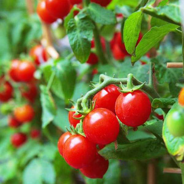 Tomato Lover's Pack — Multi-Variety
