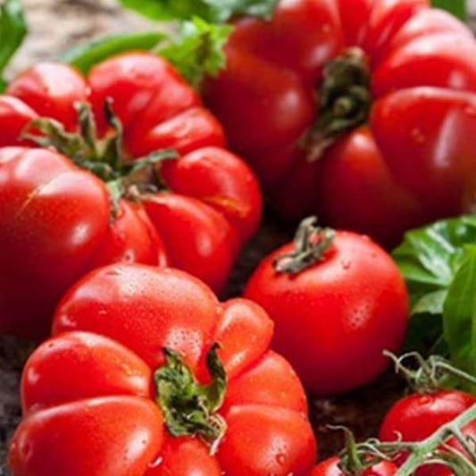 Hybrid Veggie Pack — High Yield Seeds