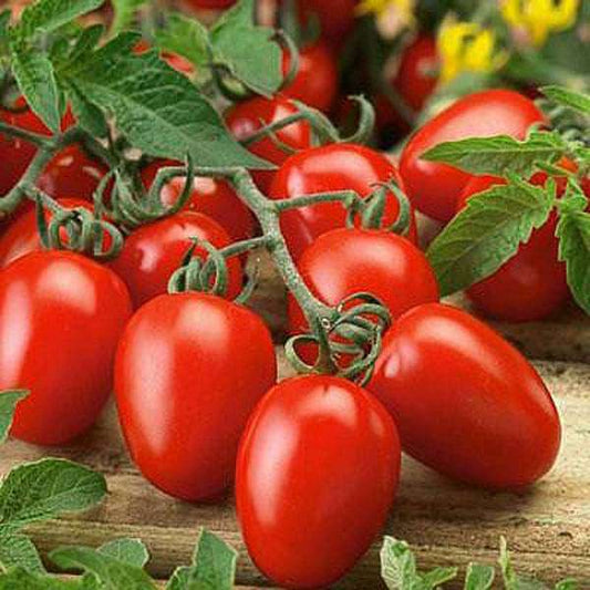 Salad Garden Seed Pack