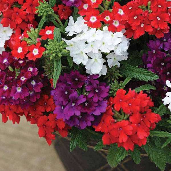 Diwali Garden Gift Seed Pack
