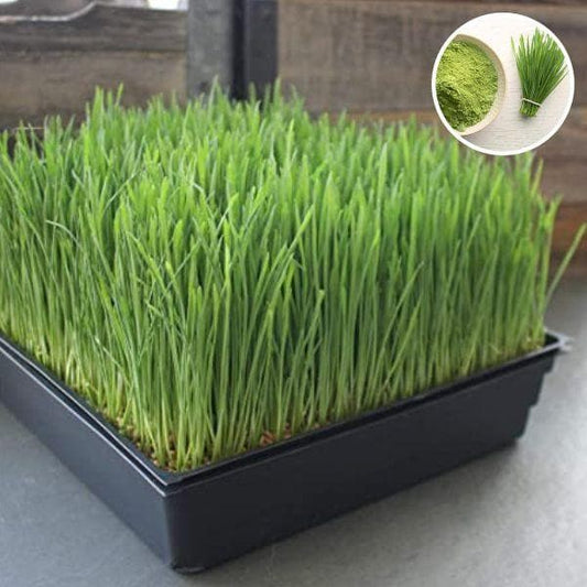 Microgreens Starter Pack