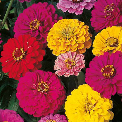 Zinnia Garden Pack