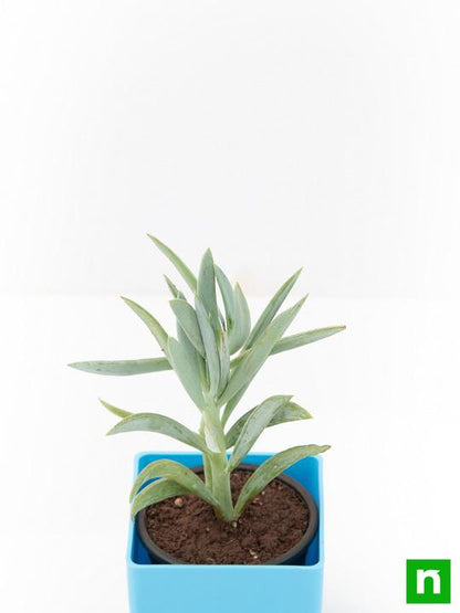 senecio ficoides mount everest - plant