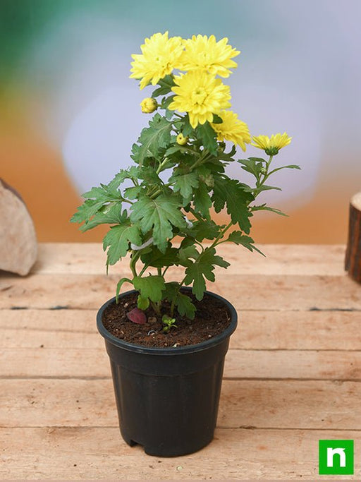 Chrysanthemum Mixed - 5" Pot