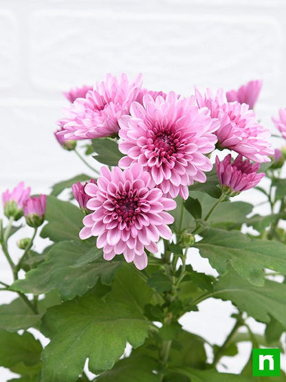 shevanti - plant