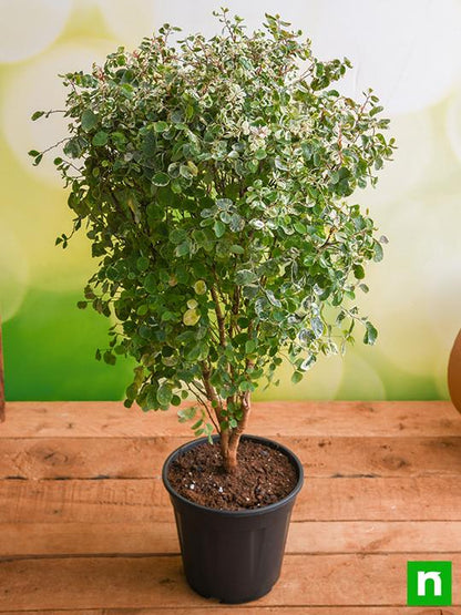 snowbush - plant