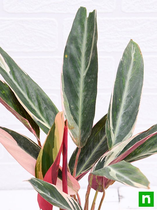 Stromanthe Triostar Variegated - 6" Pot