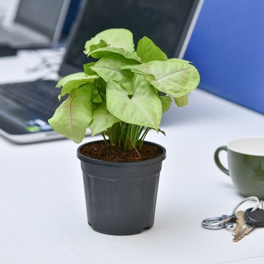 Set of 4 NASA Plants