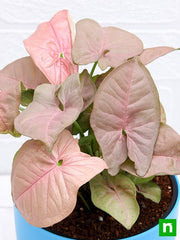 Syngonium Confetti Pink - 5" Pot