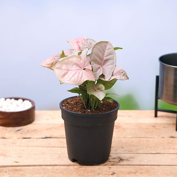 Syngonium Confetti Pink - 4" Pot