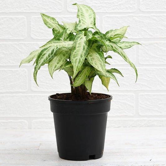 Syngonium podophyllum Mini Pixie Plant in 5 inch Black Pot