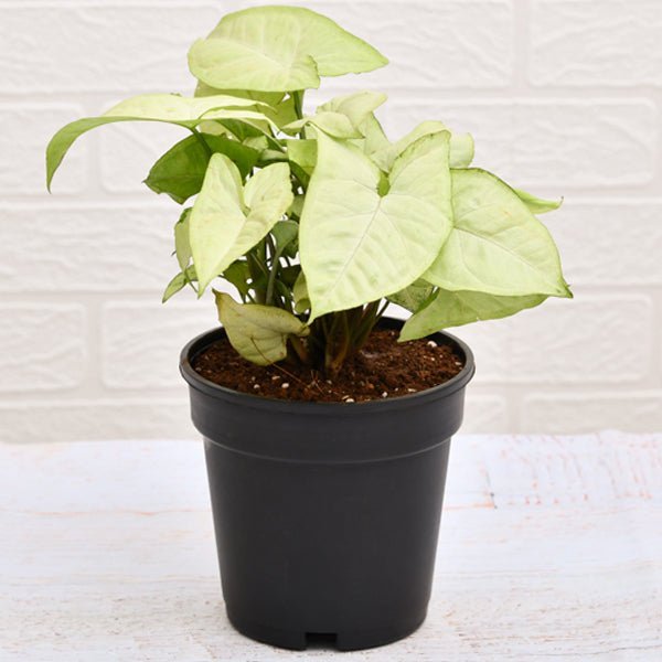 Syngonium Podophyllum Silver Pearl Plant in 5 inch Pot