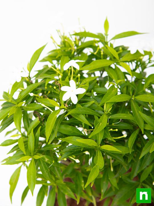 tagar mini - plant