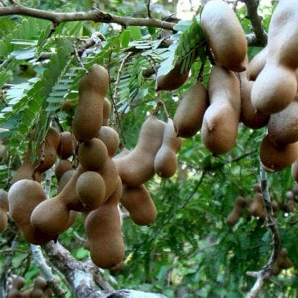 Tamarind - 10" Grow bag