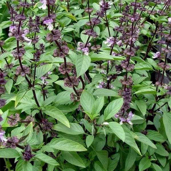 Thai Basil - 6" Pot