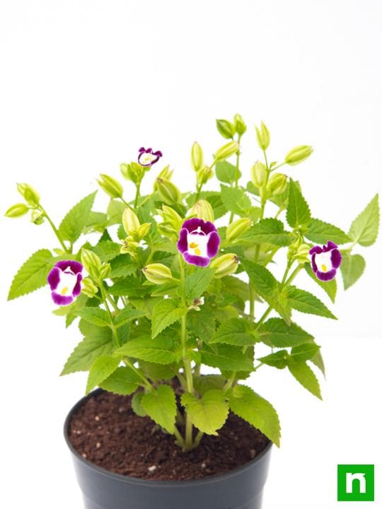 Wishbone Flower Mixed - 5" Pot