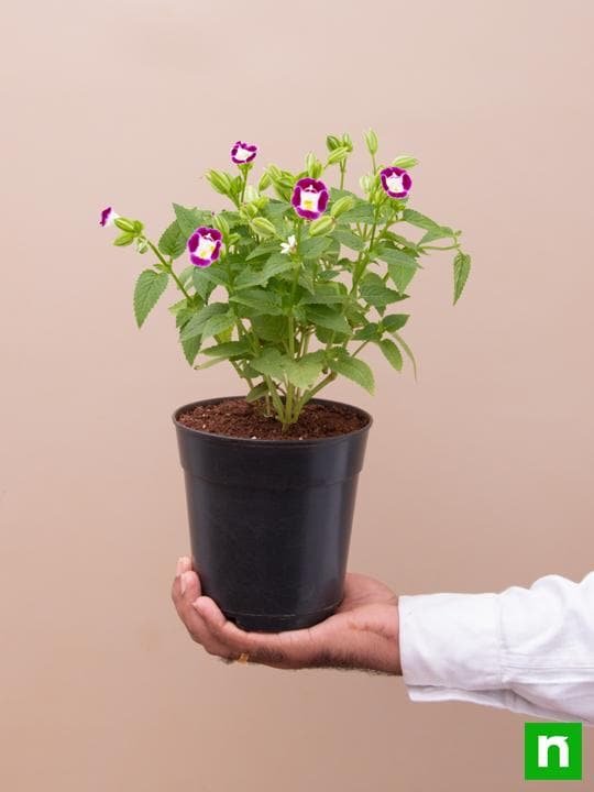 Wishbone Flower Mixed - 5" Pot