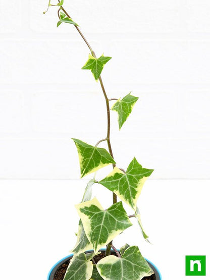 variegated english ivy - plant