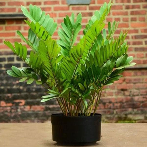 Cardboard Palm - 6" Pot
