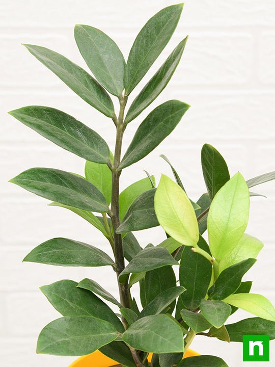 ZZ Plant - 6" Pot