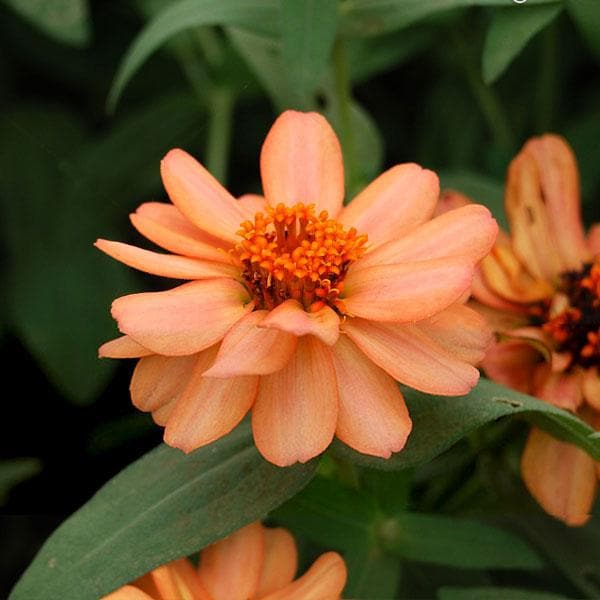 Ornamental Plants
