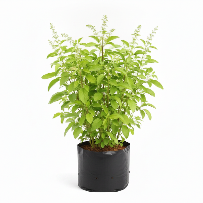 Rama Tulsi - 6" Grow bag