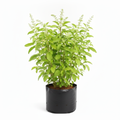 Rama Tulsi - 10" Grow bag