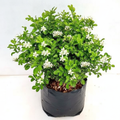 Jasmine Kamini - 10" Grow bag