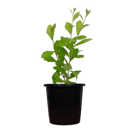 Curtain creeper, Vernonia creeper, Parda bel - Plant