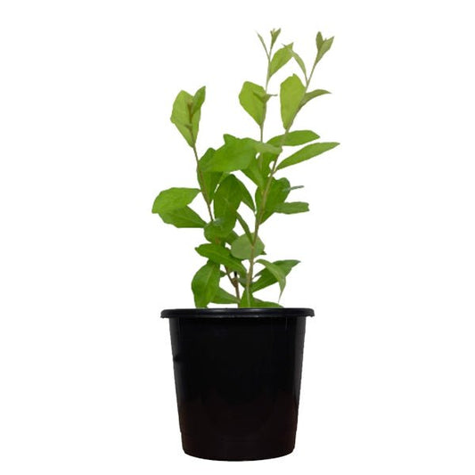 Curtain creeper, Vernonia creeper, Parda bel - Plant
