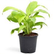 Peace Lily Golden - 5" Pot