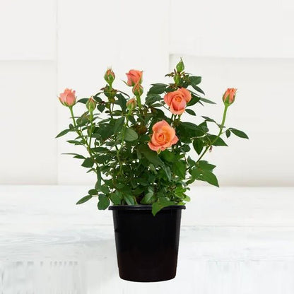 English Rose (Any Color) - Plant