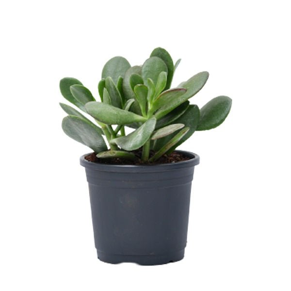 Jade Plant - 4" Pot