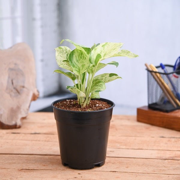 Money Plant Marble Queen Plant in 4 inch Pot