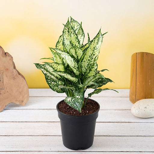 Aglaonema costatum - 4" Pot