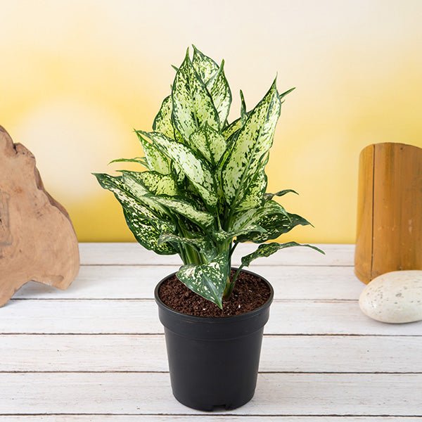 Aglaonema costatum - 5" Pot