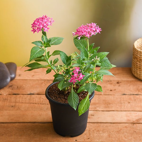 Pentas Dark Pink - 5" Pot