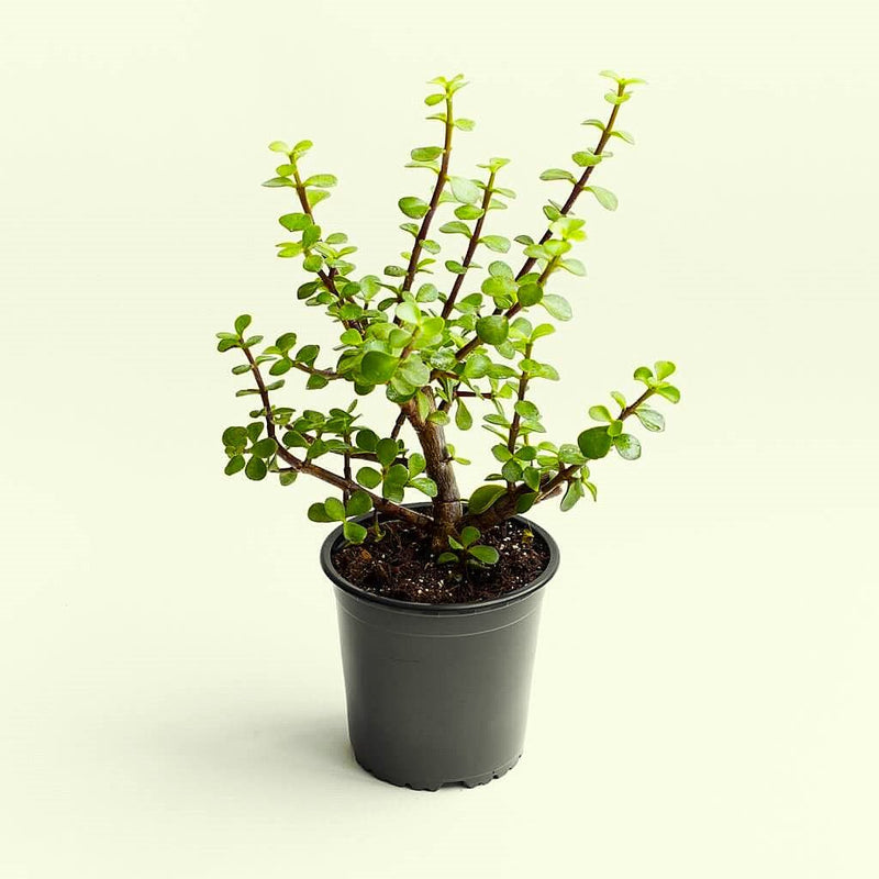 Jade Plant Small Leaves - 4" Pot