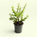 Jade Plant - 5" Pot