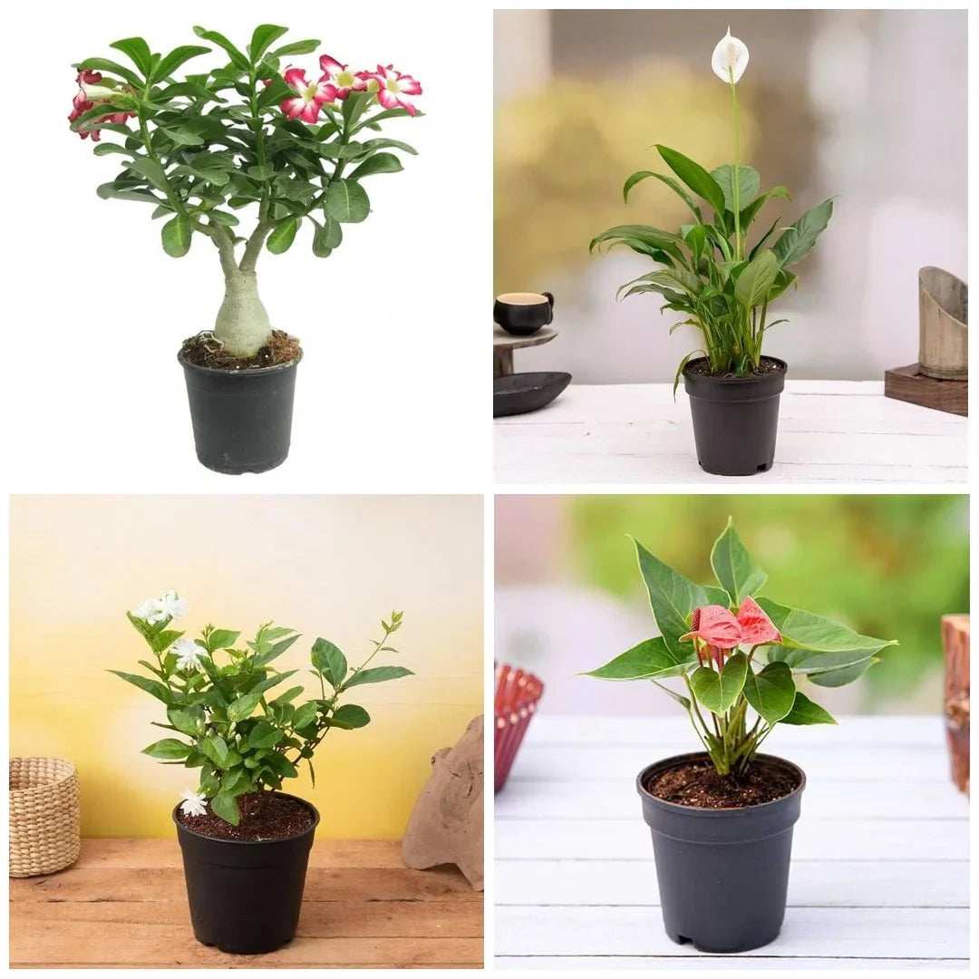 Express Love with these 5 plants