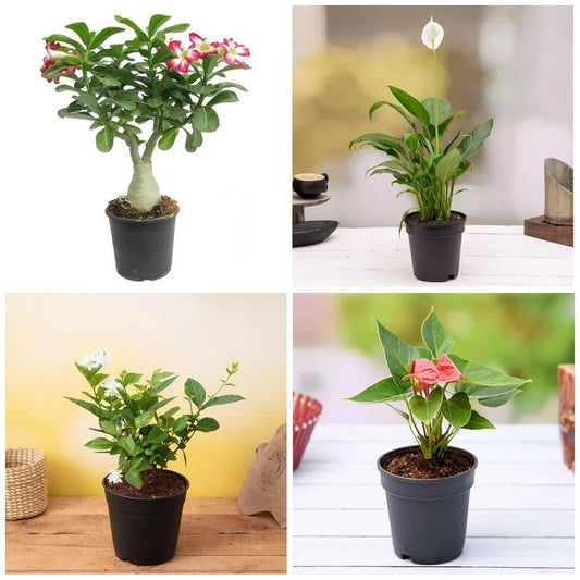 Express Love with these 5 plants