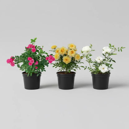 Enchanting Miniature Roses (Set of 3)