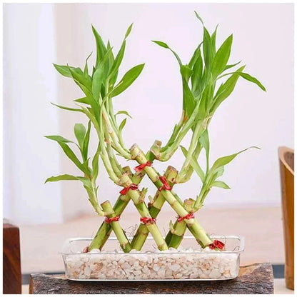 3 Layer Pyramid Lucky Bamboo in a Tray with Pebbles