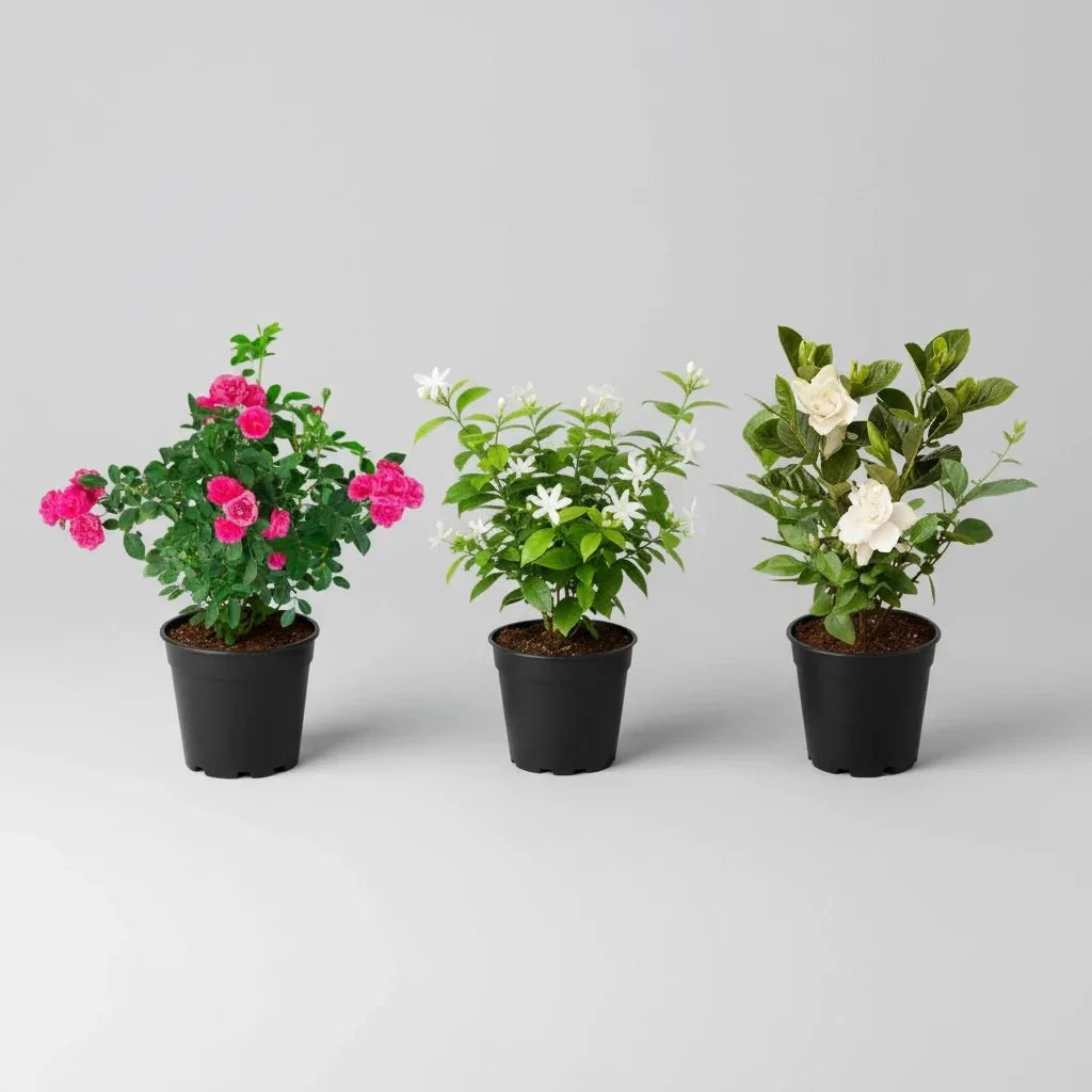 Top 3 Year Round Flowering Plants
