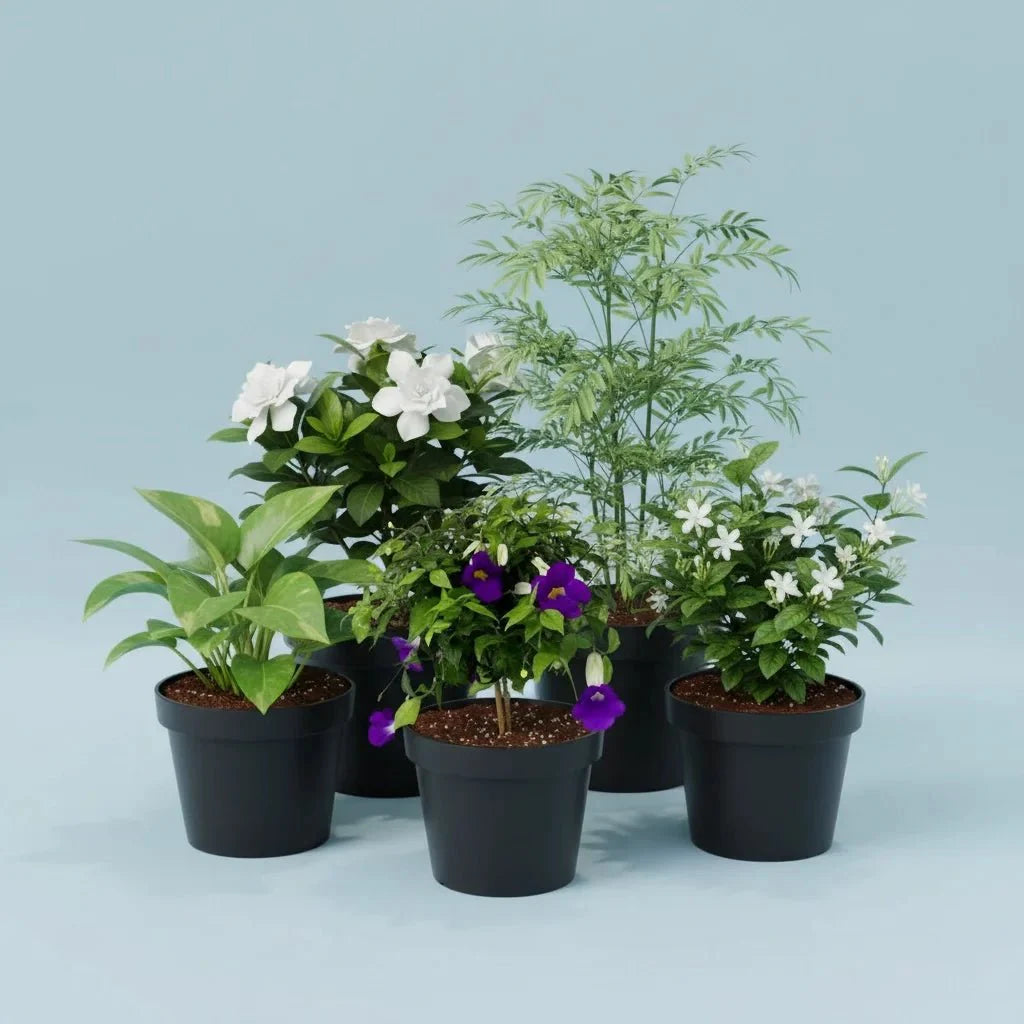 Top 5 Monsoon Special Plants