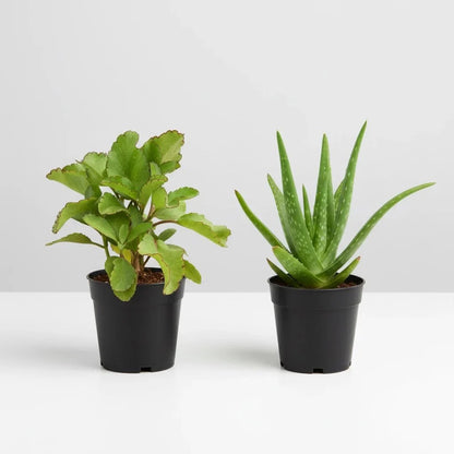 Best 2 Medicinal Plants