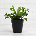 Asplenium nidus Crissie fern - 5" Pot