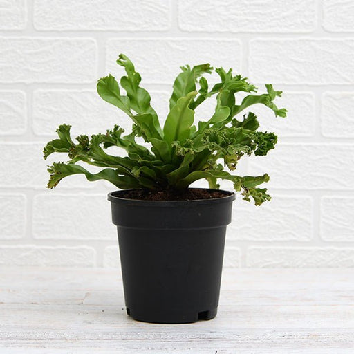 Asplenium nidus Crissie fern - 5" Pot