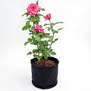 Rose Mixed - 10" Grow bag